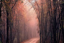 苹果cms模板放在哪